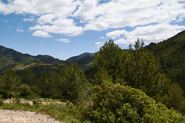포토 JPG 해외이미지 주간 나무 식물 잎 자연 열대 풍경 사람없음 야외 초록색 여름 빛 햇빛 태양 일출 환경 맑음 사진촬영 봄 덮개 신선 숲 생태학 양치류 이국적 그리너리 해외포토 자연요소 계절 교육 컬러 날씨 노을 촬영 뚜껑 생태계 파일형식 트랜드컬러 이미지허브