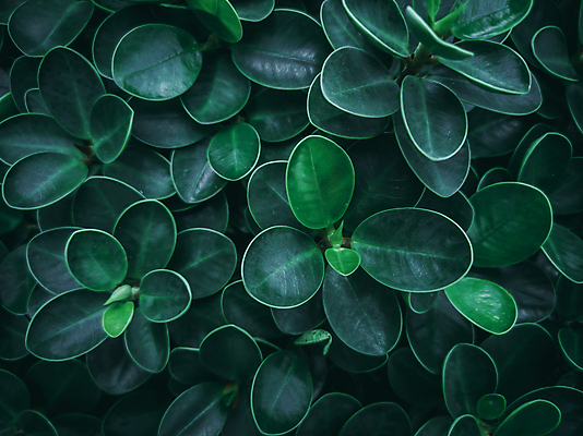 포토 JPG 해외이미지 식물 공원 꽃 백그라운드 잎 패턴 밭 자연 잔디 사람없음 야외 초록색 여름 환경 정원 봄 활발 축하 신선 시간 그룹 질감 아일랜드 내추럴 해외포토 계절 공공시설 유럽 컬러 컨셉 무늬 농업 생태계 파일형식 이미지허브