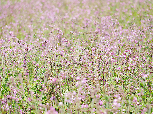 포토 JPG 해외이미지 식물 꽃 분홍색 꽃무늬 밭 자연 영국 웨일즈 풍경 사람없음 야외 초록색 여름 컬러풀 보라색 벚꽃 신선 라일락 내추럴 펨브룩셔 해외포토 계절 유럽 컬러 무늬 농업 생태계 파일형식 이미지허브