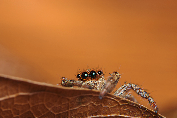 포토 JPG 해외이미지 동물 곤충 백그라운드 자연 사람없음 점프 거미 해외포토 모션 생태계 파일형식 이미지허브