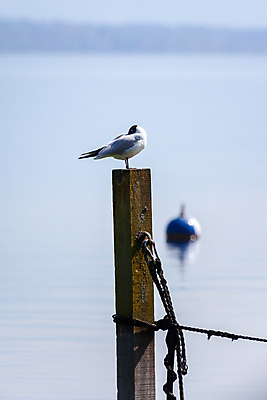 포토 JPG 해외이미지 주간 한마리 해외풍경 바다 갈매기 사람없음 야외 아웃포커스 미국 나무기둥 캘리포니아 해외포토 자연요소 1 해외 북아메리카 조류 촬영기법 풍경 파일형식 이미지허브