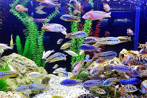 포토 JPG 해외이미지 식물 이동 모션 유리 전등 어류 사람없음 물 컬러풀 수영 컨테이너 암초 수족관 빛망울 해외포토 자연요소 산업 컬러 컨셉 재질 조명 빛 수중동물 수상스포츠 파일형식 이미지허브