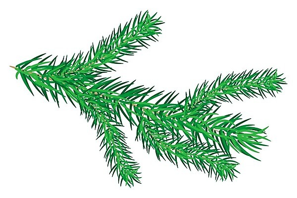 EPS 해외이미지 나무 식물 템플릿 디자인 배너 계절 포스터 잎 크리스마스 겨울 일러스트 자연 휴가 새해 장식 초록색 파티 나뭇가지 축하 소나무 신용카드 숲 12월 만화 심볼 오브젝트 흰배경 초대 상록수 침엽수 솜털 전나무 내추럴 고립 삼나무 엘리먼트 가문비나무 현실 해외일러스트 기념일 컬러 백그라운드 컨셉 이벤트 금융 흰색 날짜 생태계 파일형식 벡터 이미지허브