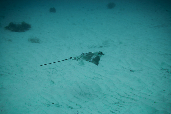 포토 JPG 해외이미지 동물 야생동물 바다 섬 여행 자연 낚시 어류 사람없음 물 파란색 검은색 바닷속 수중 수영 광선 원형 산호 잠수부 생태계 다이빙 암초 깊이 해외포토 자연요소 도형 컬러 레저 수중동물 수상스포츠 자포동물 전문직 수중스포츠 파일형식 이미지허브