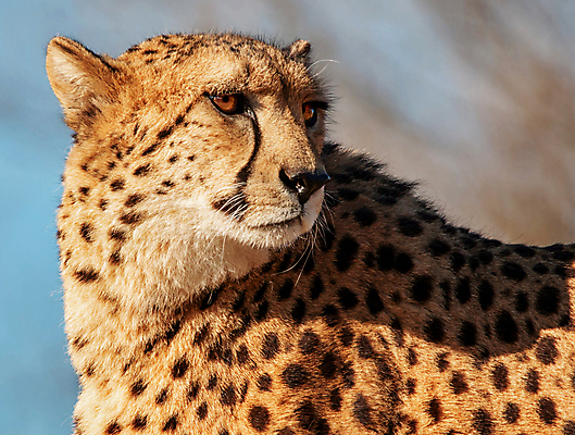 포토 JPG 해외이미지 주간 한마리 야생동물 근접촬영 사람없음 야외 아웃포커스 뒤돌아보기 육식동물 치타 해외포토 자연요소 동물 1 뷰포인트 포유류 모션 촬영기법 파일형식 이미지허브