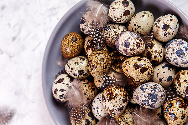 포토 JPG 해외이미지 전통 디자인 계절 행복 음식 백그라운드 컨셉 패턴 재료 자연 조류 휴가 건강 사람없음 장식 농장 갈색 우주 축제 치킨 봄 회색 수확 흰색 시골 축하 그룹 플랫 둥지 작음 먹기 심볼 깃털 유기농 질감 부활절계란 내추럴 메추리 콘크리트 해외포토 동물 웰빙 감정 컬러 무늬 농업 모션 부활절 계란 크기 생태계 닭고기요리 파일형식 이미지허브