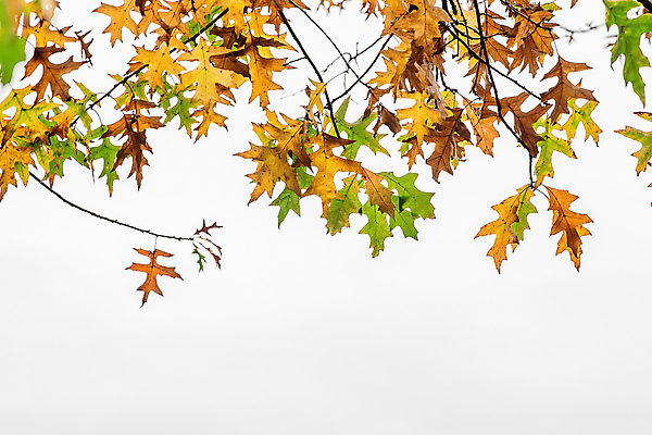 포토 JPG 해외이미지 계절 공원 백그라운드 컨셉 단풍 잎 자연 추상 건조 미술 사람없음 야외 초록색 컬러풀 갈색 노란색 환경 활발 가을 흰색 황금 떨어짐 숲 11월 고립 목업 카피스페이스 해외포토 식물 공공시설 컬러 무늬 문화예술 공백 날짜 생태계 파일형식 이미지허브