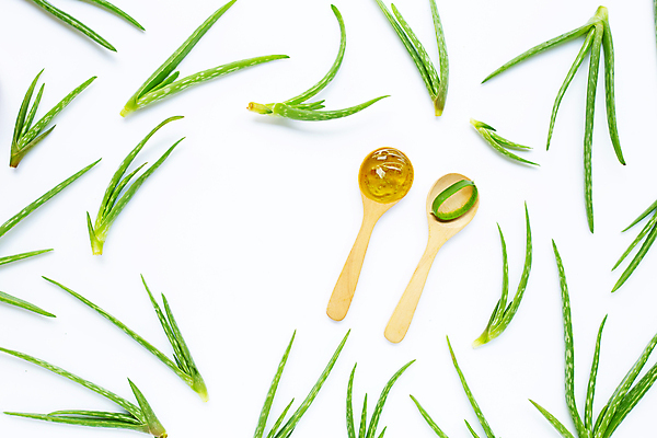 포토 JPG 해외이미지 스튜디오촬영 실내 사람없음 흰배경 알로에 해외포토 식물 백그라운드 내부 흰색 파일형식 이미지허브