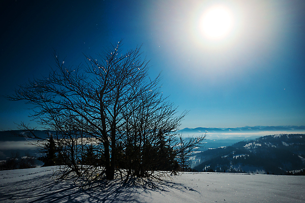 포토 JPG 해외이미지 나무 계절 별 과학 백그라운드 겨울 자연 하늘 스키 불꽃 휴식 산 풍경 사람없음 야외 파란색 빛 우주 일출 환경 어둠 꿈 야간 숲 달빛 언덕 코스모스 서리 은하계 장면 점성술 공상 마법 전나무 별빛 깊이 해외포토 자연요소 식물 꽃 컬러 컨셉 불 겨울스포츠 노을 달 생태계 파일형식 이미지허브