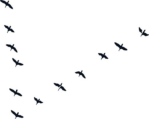 EPS 해외이미지 동물 디자인 실루엣 야생동물 백그라운드 날개 일러스트 자연 조류 하늘 생물 흑백 안테나 풍경 야외 그래픽 장식 물 컬러풀 검은색 일몰 자유 흰색 그룹 황무지 우아함 저녁 수집 깃털 그림 비둘기 내추럴 고립 동물상 많음 해외일러스트 자연요소 컬러 컨셉 통신 촬영기법 조형물 노을 야간 생태계 파일형식 벡터 이미지허브