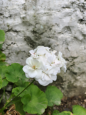 포토 JPG 해외이미지 식물 계절 꽃잎 꽃 분홍색 백그라운드 잎 꽃무늬 자연 벽지 발렌타인데이 사랑 사람없음 야외 장식 빨간색 초록색 여름 머리 정원 봄 활발 성장 벚꽃 흰색 신선 개화 그룹 원예 엽서 내추럴 고립 많음 해외포토 감정 컬러 컨셉 무늬 데이이벤트 취미 신체부위 편지 생태계 파일형식 이미지허브