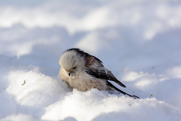 포토 JPG 해외이미지 동물 계절 공원 야생동물 백그라운드 겨울 날개 자연 조류 날씨 사람없음 야외 햇빛 태양 환경 정원 맑음 냉동 추위 숲 깃털 생물학 꼬리 서리 부리 내추럴 동물상 제설기 눈내림 해외포토 자연요소 공공시설 교육 눈_날씨 조형물 생태계 제설 파일형식 이미지허브