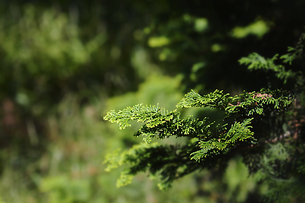포토 JPG 해외이미지 나무 식물 잎 자연 사람없음 야외 초록색 여름 나뭇가지 닫기 상록수 해외포토 계절 컬러 모션 생태계 파일형식 이미지허브