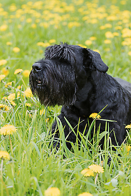 포토 JPG 해외이미지 동물 1 공원 꽃 얼굴 밭 포유류 자연 사람없음 야외 초록색 반려동물 노란색 맑음 검은색 봄 개 민들레 송곳니 기르기 옛날 유래 해외포토 식물 계절 공공시설 컬러 농업 날씨 신체부위 치아 생태계 돌봄 파일형식 이미지허브