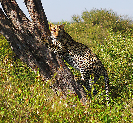 포토 JPG 해외이미지 주간 나무 한마리 야생동물 초원 사람없음 야외 풀 오르기 육식동물 표범 해외포토 자연요소 식물 동물 1 포유류 모션 파일형식 이미지허브