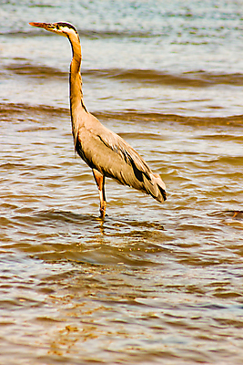 포토 JPG 해외이미지 동물 응시 호수 야생동물 백그라운드 캐나다 조류 낚시 어류 서기 사람없음 물 파란색 햇빛 반사 노란색 맑음 미국 봄 회색 흰색 만 큼 왜가리 깃털 부리 태평양 목 물새 벤쿠버 양발 해외포토 자연요소 시선 계절 바다 컬러 북아메리카 모션 레저 날씨 신체부위 태양 수중동물 크기 파일형식 이미지허브