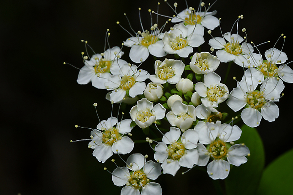 포토 JPG 해외이미지 식물 꽃 자연 사람없음 개화 그리너리 해외포토 생태계 파일형식 트랜드컬러 이미지허브