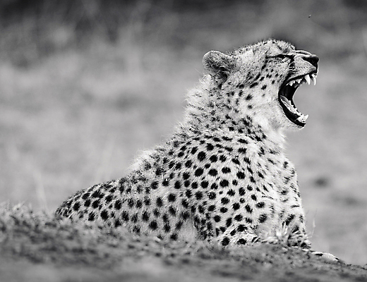 포토 JPG 해외이미지 주간 한마리 야생동물 흑백 사람없음 야외 아웃포커스 육식동물 하품 치타 해외포토 자연요소 동물 1 포유류 촬영기법 생리현상 파일형식 이미지허브