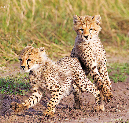 포토 JPG 해외이미지 주간 야생동물 새끼 두마리 사람없음 야외 달리기 육식동물 치타 해외포토 자연요소 동물 2 포유류 모션 파일형식 이미지허브