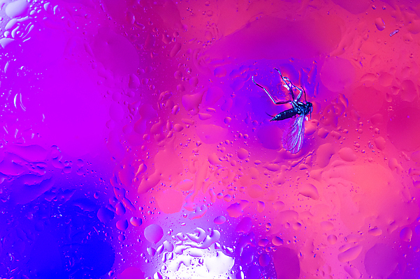 포토 JPG 해외이미지 모양 디자인 백그라운드 패턴 유리 벽지 표면 추상 미술 사람없음 장식 빨간색 물 파란색 빛 반사 노란색 우주 거품 젖음 지성 물방울 원형 액체 황금 떨어짐 혼합 작음 수분 묘사 질감 섞기 화학물질 해외포토 자연요소 도형 컬러 컨셉 무늬 재질 문화예술 화학 크기 파일형식 이미지허브