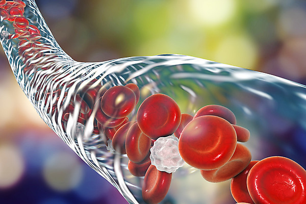 포토 JPG 해외이미지 세포 사람없음 3D 혈관 적혈구 혈구 백혈구 해외포토 장기_의학 디지털합성 파일형식 이미지허브