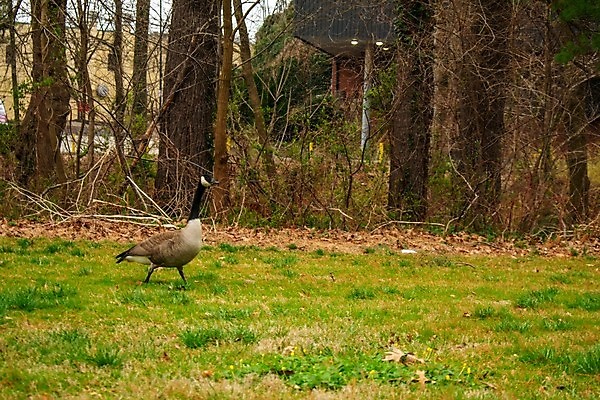 포토 JPG 해외이미지 동물 라이프스타일 야생동물 이동 캐나다 날개 가족 자연 조류 휴식 생물 오리 서기 웃음 사람없음 야외 가로 초록색 물 걷기 고요 기쁨 자유 흰색 시골 그룹 황금 고독 연결 깃털 싱글 사냥 부리 백조 거위 고립 동물상 밭일 수유 혼자 해외포토 자연요소 감정 컬러 컨셉 북아메리카 관계 모션 표정 생활 조형물 생태계 파일형식 이미지허브