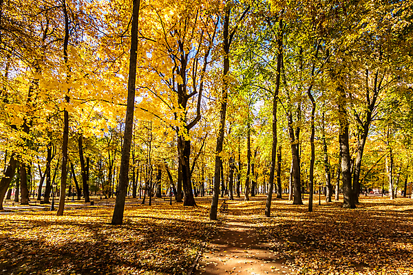 포토 JPG 해외이미지 나무 계절 공원 단풍 낙엽 잎 벤치 오렌지 자연 건조 풍경 사람없음 야외 컬러풀 햇빛 태양 갈색 노란색 환경 맑음 가을 보행로 황금 떨어짐 숲 11월 러시아 장면 10월 내추럴 해외포토 자연요소 식물 공공시설 유럽 길 컬러 컨셉 의자 과일 날씨 날짜 생태계 파일형식 이미지허브