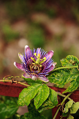 포토 JPG 해외이미지 꽃잎 자연 사람없음 정원 포도나무 꽃수술 플로리다 해외포토 꽃 미국 과일나무 생태계 파일형식 이미지허브