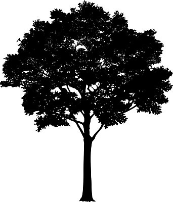 EPS 해외이미지 클립아트 나무 템플릿 공원 실루엣 줄기 낙엽 곡선 일러스트 자연 그림자 야외 그래픽 환경 수확 낙서 큼 스케치 자르기 관목 흰배경 복고 생물학 내추럴 고립 삼림지대 현실 해외일러스트 식물 공공시설 교육 선 백그라운드 잎 농업 모션 촬영기법 미술 흰색 숲 크기 생태계 파일형식 벡터 이미지허브