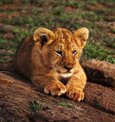 포토 JPG 해외이미지 주간 한마리 야생동물 새끼 엎드리기 사람없음 야외 풀 사자 육식동물 해외포토 자연요소 식물 동물 1 포유류 모션 파일형식 이미지허브