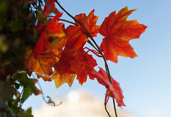 포토 JPG 해외이미지 나무 계절 공원 백그라운드 단풍 잎 오렌지 자연 하늘 풍경 사람없음 빨간색 초록색 파란색 컬러풀 햇빛 갈색 노란색 맑음 활발 가을 흰색 변화 황금 숲 10월 해외포토 식물 공공시설 컬러 컨셉 과일 날씨 태양 날짜 생태계 파일형식 이미지허브