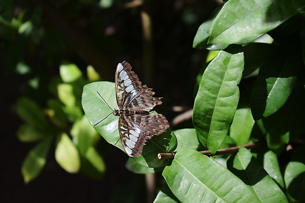 포토 JPG 해외이미지 동물 꽃 야생동물 섬 나비 곤충 백그라운드 잎 꽃무늬 날개 오렌지 자연 실내 사람없음 빨간색 초록색 여름 파란색 컬러풀 농장 정원 검은색 봄 벚꽃 닫기 보케 꿀 고립 동물상 해외포토 식물 계절 컬러 무늬 농업 과일 모션 내부 조형물 생태계 파일형식 이미지허브