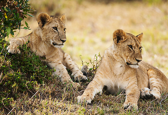 포토 JPG 해외이미지 주간 응시 야생동물 새끼 엎드리기 두마리 사람없음 야외 아웃포커스 풀 육식동물 해외포토 자연요소 식물 동물 시선 2 모션 촬영기법 파일형식 이미지허브