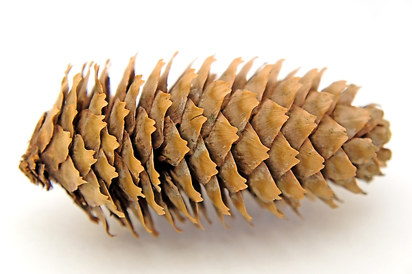 포토 JPG 해외이미지 식물 전통 디자인 계절 문화 백그라운드 겨울 자연 휴가 건조 씨앗 사람없음 장식 갈색 성장 가을 흰색 나뭇가지 축하 소나무 숲 12월 자르기 연도 심볼 오브젝트 솔방울 상록수 침엽수 전나무 원뿔 고립 엘리먼트 해외포토 도형 나무 컬러 컨셉 모션 날짜 생태계 파일형식 이미지허브