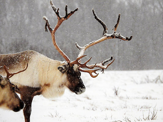 포토 JPG 해외이미지 주간 야생동물 겨울 사슴 노르웨이 풍경 사람없음 야외 해외포토 자연요소 동물 계절 유럽 포유류 파일형식 이미지허브