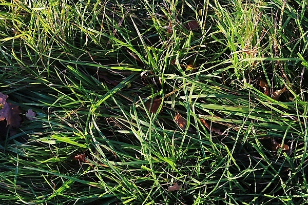 포토 JPG 해외이미지 식물 디자인 꽃 종이 벽 백그라운드 잎 패턴 밭 봄꽃 자연 벽지 표면 추상 잔디 사람없음 초록색 환경 정원 봄 회색 성장 신선 거친 닫기 허브 질감 내추럴 알레르기 그런지 옛날 채식주의자 해외포토 계절 컬러 무늬 농업 모션 질병 생태계 채식 파일형식 이미지허브