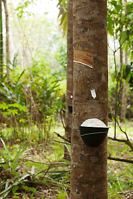 포토 JPG 해외이미지 나무 식물 산업 아시아 잎 농업 자연 풍경 사람없음 야외 목재 컵 초록색 농작물 농장 우유 성장 흰색 나뭇가지 신선 액체 막대기 사발 떨어짐 냄비 숲 열대우림 자르기 수집 날것 타이어 브라질 고무 잡동사니 내추럴 라텍스 공급 해외포토 식기 나라 컬러 컨셉 재료 모션 유제품 사기그릇 남아메리카 솥 생태계 파일형식 이미지허브