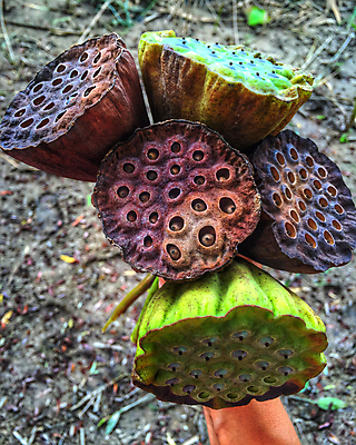 포토 JPG 해외이미지 나무 식물 손 디자인 계절 꽃 음식 줄기 꽃다발 나비 백그라운드 잎 꽃무늬 농업 과일 자연 건강 씨앗 사람없음 야외 초록색 컬러풀 바구니 환경 정원 벚꽃 죽음 신선 신용카드 닫기 유기농 원예 내추럴 기르기 숙성 해외포토 웰빙 산업 컬러 곤충 무늬 모션 취미 신체부위 금융 생태계 돌봄 파일형식 이미지허브