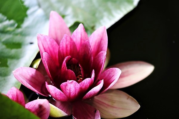 포토 JPG 해외이미지 식물 공원 꽃잎 분홍색 잎 자연 사람없음 야외 초록색 물 정원 벚꽃 연못 닫기 원예 해외포토 자연요소 공공시설 꽃 컬러 모션 취미 생태계 파일형식 이미지허브