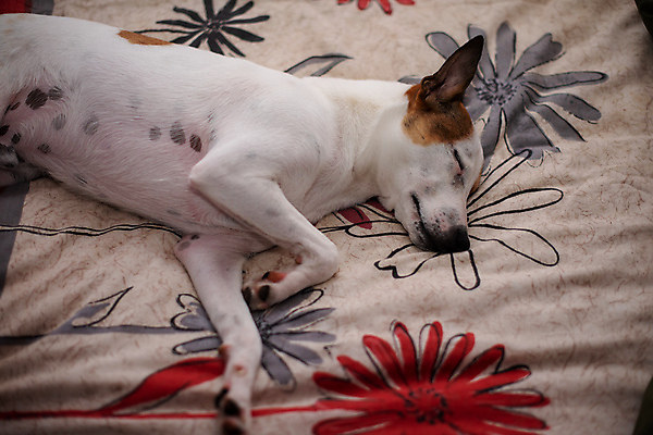 포토 JPG 해외이미지 동물 1 휴식 실내 피곤 사람없음 반려동물 쌓기 침대 잠 개 강아지 작음 테리어 코 송곳니 경보 해외포토 가구 컨셉 포유류 모션 내부 신체부위 치아 크기 파일형식 이미지허브