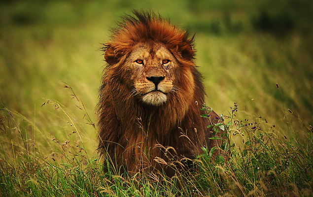 포토 JPG 해외이미지 주간 한마리 응시 야생동물 사람없음 야외 아웃포커스 육식동물 비네팅 숫사자 해외포토 자연요소 동물 1 시선 촬영기법 사자 수컷 파일형식 이미지허브