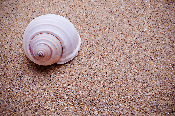 포토 JPG 해외이미지 모래 바다 백그라운드 자연 날씨 추상 조개 사람없음 모래사장 노란색 사막 껍질 흰색 닫기 낟알 모래언덕 내추럴 카피스페이스 해외포토 컬러 무늬 모션 어패류 공백 언덕 생태계 파일형식 이미지허브
