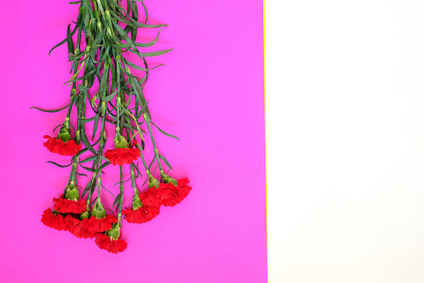 포토 JPG 해외이미지 식물 디자인 꽃잎 꽃 행복 꽃다발 백그라운드 컨셉 꽃무늬 패턴 자연 사랑 사람없음 장식 빨간색 초록색 여름 정원 봄 벚꽃 축하 신선 개화 다발 카네이션 내추럴 해외포토 계절 감정 컬러 무늬 생태계 파일형식 이미지허브