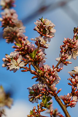 포토 JPG 해외이미지 나무 식물 계절 꽃 분홍색 곤충 백그라운드 잎 날개 과일 자연 하늘 휴식 실내 사람없음 여름 파란색 빛 정원 맑음 봄 벚꽃 흰색 나뭇가지 체리 수분 꽃가루 꿀 내추럴 생태학 해외포토 동물 교육 컬러 컨셉 날씨 내부 가루 생태계 파일형식 이미지허브