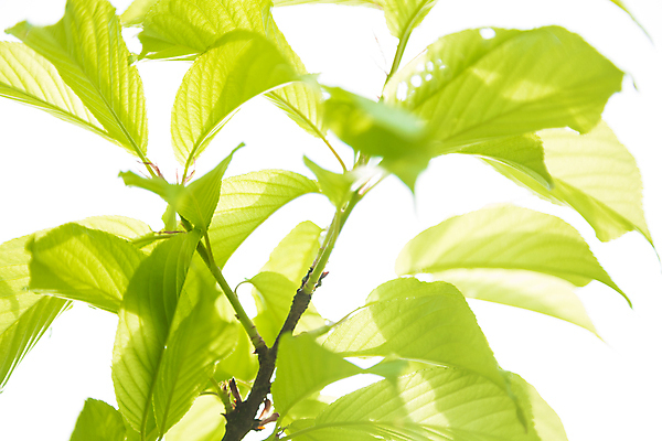 포토 JPG 해외이미지 나무 식물 공원 자연 불꽃 사람없음 야외 초록색 빛 환경 정원 봄 흰색 묘사 반대 해외포토 계절 공공시설 컬러 불 생태계 파일형식 이미지허브