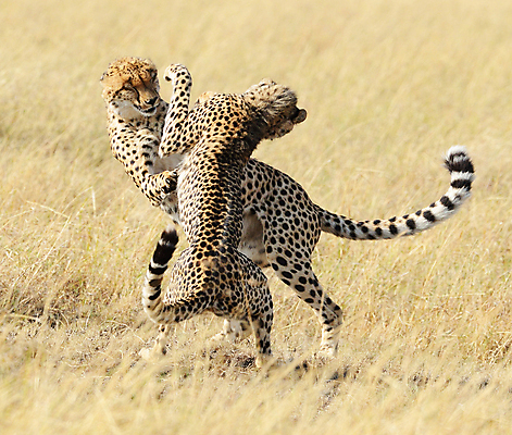 포토 JPG 해외이미지 주간 야생동물 두마리 장난 사람없음 야외 싸움 육식동물 치타 해외포토 자연요소 동물 2 포유류 모션 파일형식 이미지허브