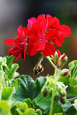 포토 JPG 해외이미지 식물 외관 계절 꽃잎 줄기 잎 매달리기 사랑 사람없음 야외 장식 가로 빛 컬러풀 햇빛 태양 장미 머리 우주 일출 보라색 침묵 봄 활발 젖음 성장 흰색 신선 소프트포커스 이슬 배열 원예 보케 부드러움 고립 블러 온실 파스텔톤 유일 해외포토 자연요소 꽃 감정 컬러 컨셉 모션 촬영기법 취미 신체부위 노을 소리 감각 파일형식 이미지허브