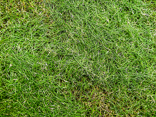 포토 JPG 해외이미지 식물 캐릭터 공원 어린이 백그라운드 패턴 밭 자연 벽지 놀이 추상 풍경 잔디 사람없음 야외 초록색 여름 달리기 햇빛 우주 환경 봄 시골 신선 놀이터 자르기 질감 내추럴 해외포토 계절 공공시설 컬러 무늬 농업 모션 사람 태양 생태계 파일형식 이미지허브