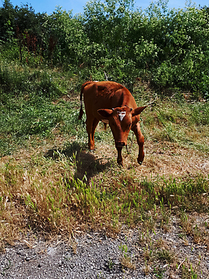 포토 JPG 해외이미지 동물 1 아들 야생동물 어린이 새끼 백그라운드 밭 농업 포유류 함께함 뿔 풍경 사람없음 야외 초록색 여름 농장 갈색 가축 시골 아기 소 볏짚 농부 작음 큼 방목 황소 멸종 송아지 돌봄 저지 혼자 해외포토 직업 계절 산업 컬러 컨셉 가족 모션 사람 짚 축산업 크기 파일형식 이미지허브