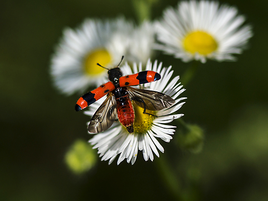 포토 JPG 해외이미지 동물 야생동물 곤충 백그라운드 잎 자연 뿔 사람없음 목재 초록색 환경 검은색 닫기 선택 벌레 보호 숲 딱정벌레 코뿔소 해외포토 나무 식물 컬러 컨셉 재료 포유류 모션 생태계 파일형식 이미지허브